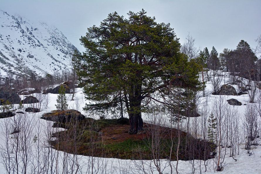 A small colony of stunted Scots Pine on the road to Jøvik.