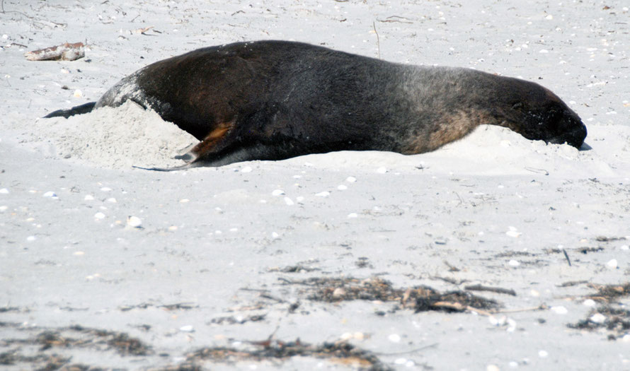 The huge bulk of a bull sea lion showing the lighter grey-tan mane on its neck. Bulls can weigh up to 450kg. Te Rauone Beach, Otago Peninsula