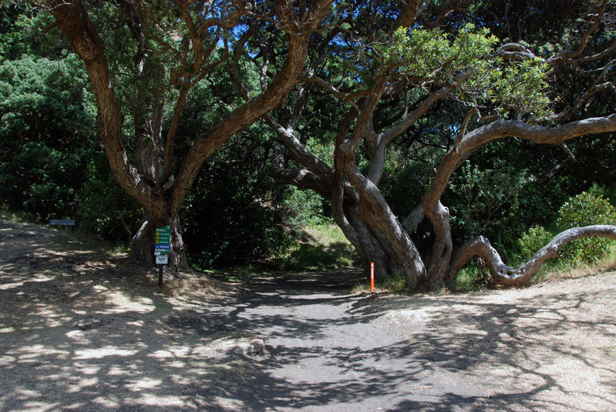 Large Pohutukawa trees (metrosideros excelsa) at the entrance to Karekare Beach. 