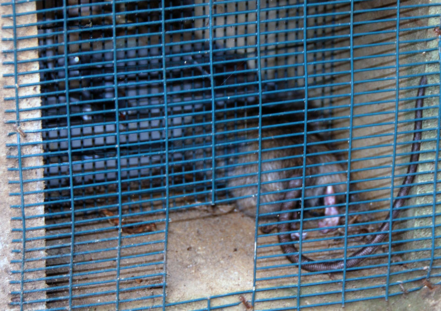 Of the hundreds of traps I swa on my rambles in New Zealand this was the only one with victim: on Stewart Island