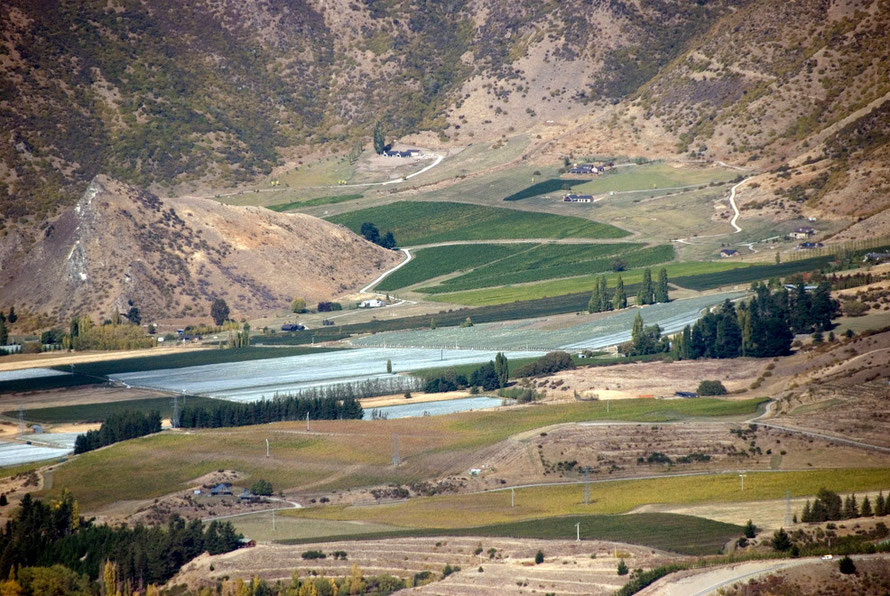 Intensive agriculture in the Kawarau River valley, Central Otago.