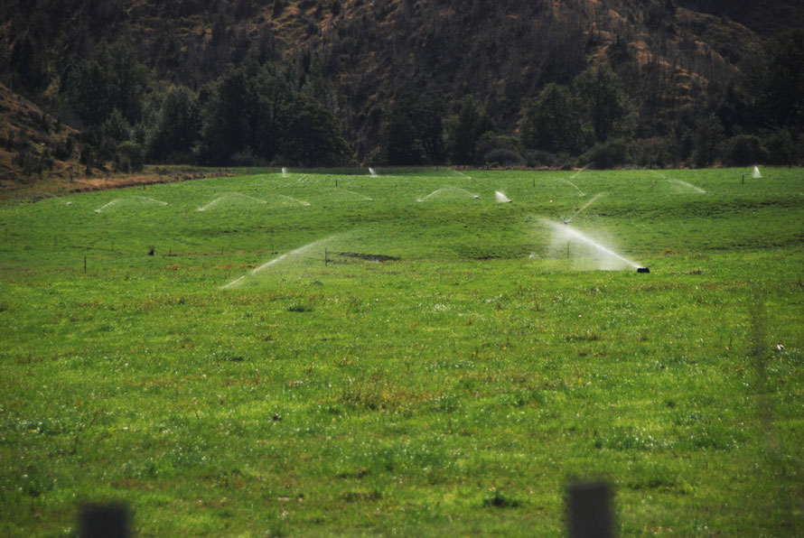 Water and plenty of fertilizer makes New Zealand grass-green in the Buller Valley