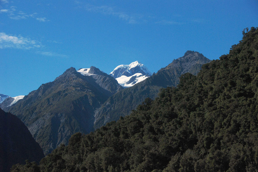 Mt Tasman and high level mature rain forest seen from Fox Glacier Village