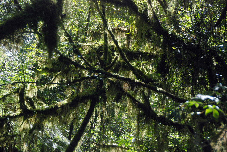 Branches festooned with moss on the Chalet Lookout path