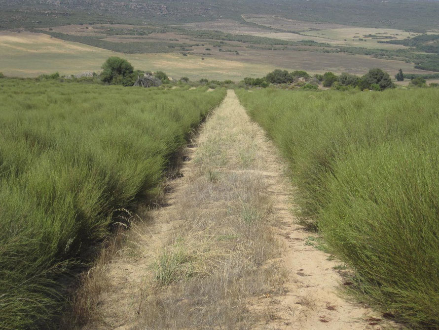 Rooibos tea cultivation at Clam William in the Cedarburg Mountains. Photo source click photo