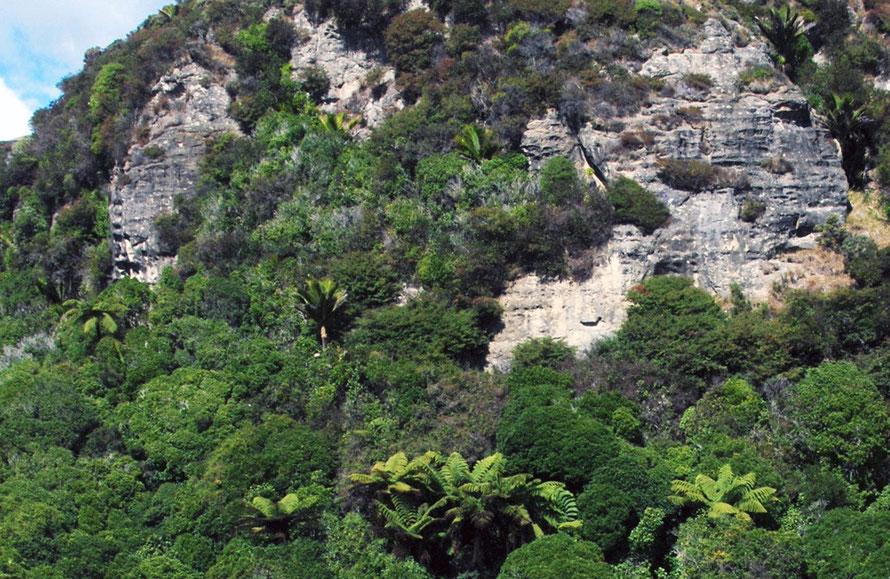 The bush remnants of fern tree, nikau palm and karaka - Corynocarpus laevigatus - seem to glisten and pullulate against the stark matt colours of the mud- and limestone cliffs on the Cowin Road westv