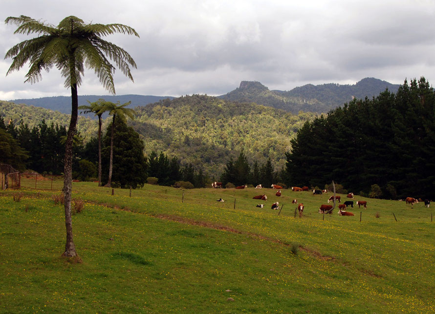 A break in the bush: Herford cattle, dark pines and buttercups high up in the Coromangdel Range from the Tapu-Coroglen road. 