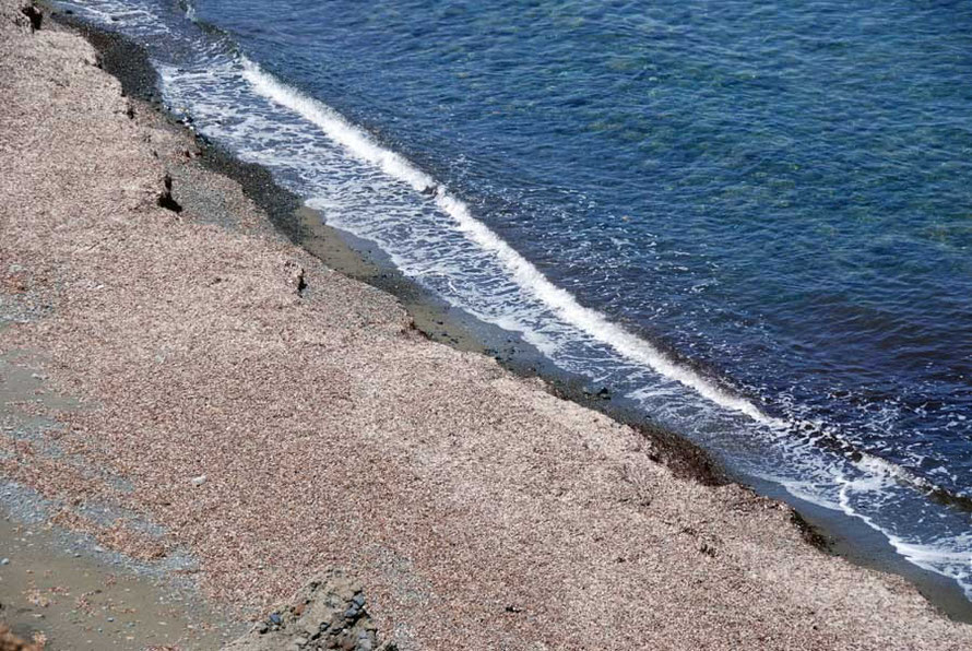 Detail of sea grass wrack on beach near Pomos