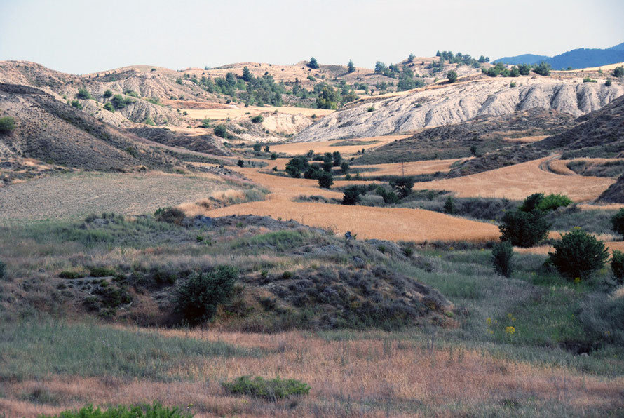 The upper limits of the Mesoria between Arediou and Tamassos: wheat fields in dry marl hills and kafkalia (May, 2012).