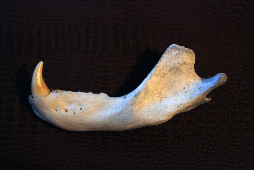 Male Cape Chacma baboon jawbone found near Olifantbos Bay. Canine measures 3cm from tip to start of jaw socket.