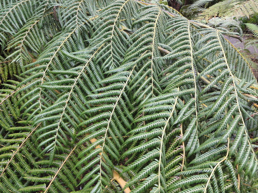 Ponga/Silver Fern fron details (Courtesy Andy king50 WikiCommons)