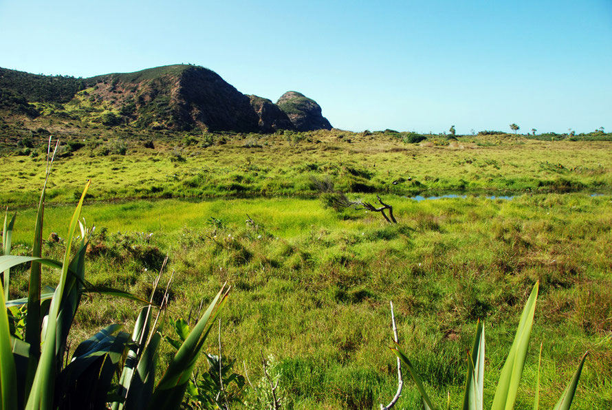 Looking across the lush marsh grasses to Paratutae Island with Paradise Duck in the middle distance at Whatipu, Auckland. 