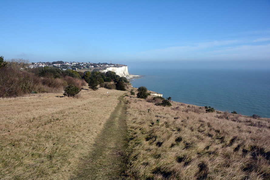 Apogee of winter/intimations of spring on Windmill Down, St Margaret's Bay. 