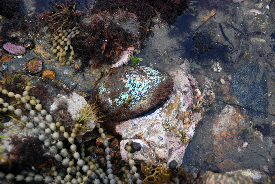 The native abalone or pāua (Haliotis iris) at extreme low tide, Boulder Beach, Ulva.