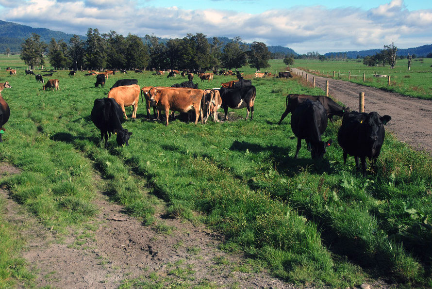 How green was my valley: cadmium lvels in New Zealand dairy pastures may be four times the background level