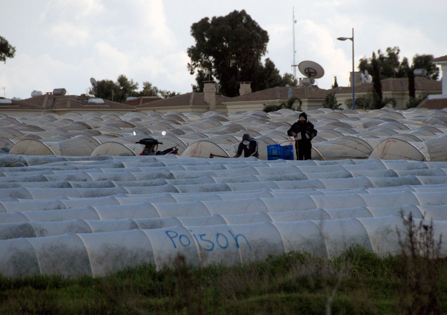 Polytunnels growing early courgettes and agriculture workers and sign warning of 'Poison' near Dherinia 