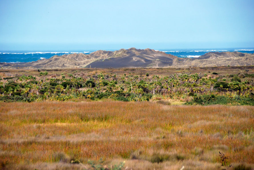 Marsh grasses, flax and cabbage trees, dunes, surf and the Tasman Sea seen from the undercliff at Whatipu, Auckland. 