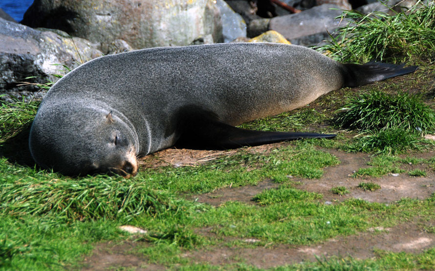 Female New Zealand Fur Seal/Kekeno basking in sunshine at Pilots Beach on the Otago Peninsula. External ears are particular to the New Zealand Fur Seal