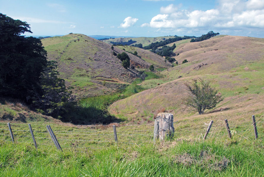 Bare spines of hills with cattle and the distant sea on the road to Mahurangi, Auckland. 