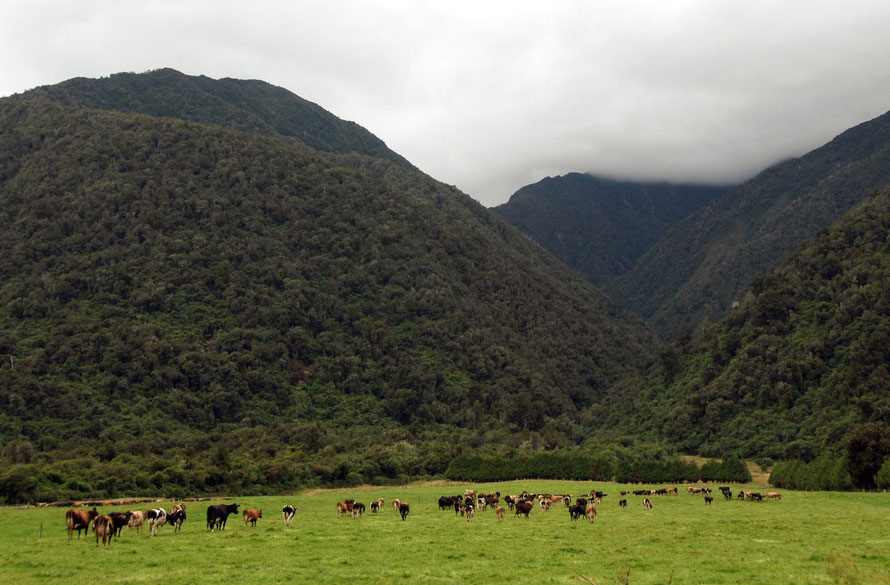 Nitrogen runoff is becoming a serious issue in New Zealand's greatly intensified agricultural practices. Dairy herd beneath Arthur's Pass, West Coast. 