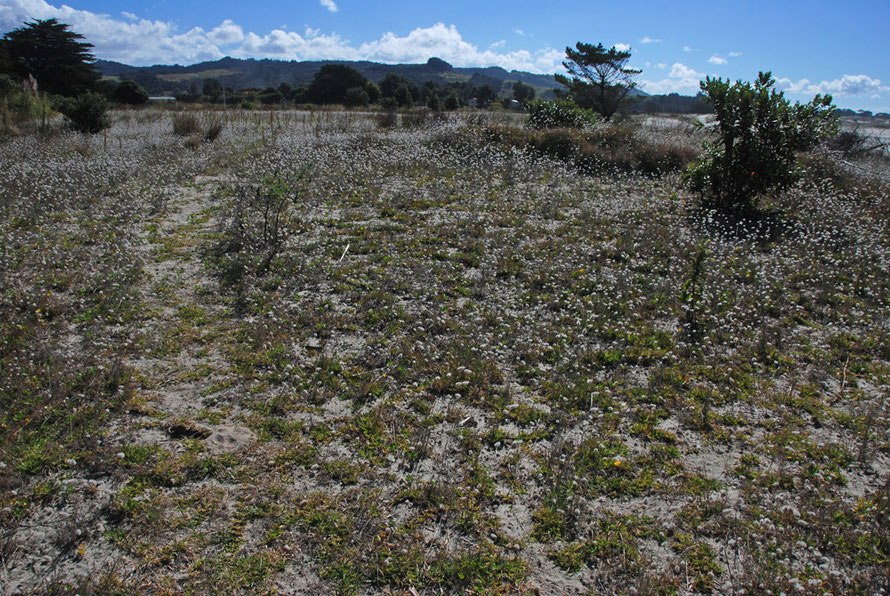 A profusion of cotton grass on the grown over sand flats at Pakiri. 