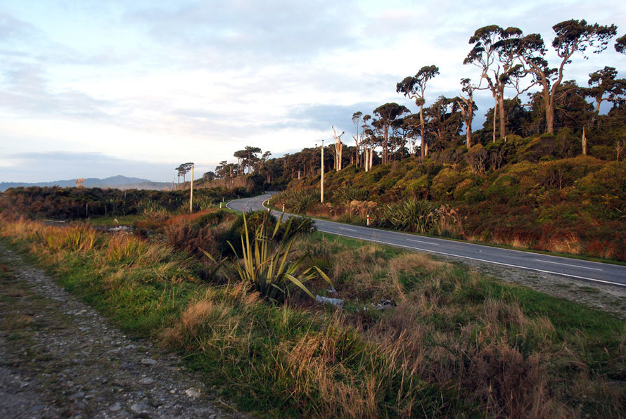 Rimu rain forest edge at Bruce Bay between Haast and Fox Glacier in evening light