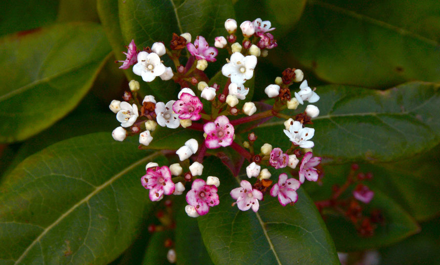 Viburnum tinus - an escapee. The chalk downland's most prolific viburnum is the Wayfaring Tree (Viburnum lantana). 