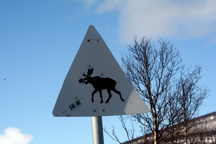 We didn't see an an Elk but there were many signs for them if not of them. 35,000 are shot each year. 