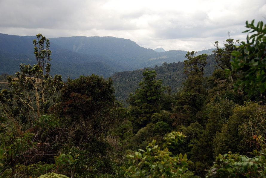 Regenerating temperate rain forest in the Coromandel Range from the Tapu-Coroglen road. 