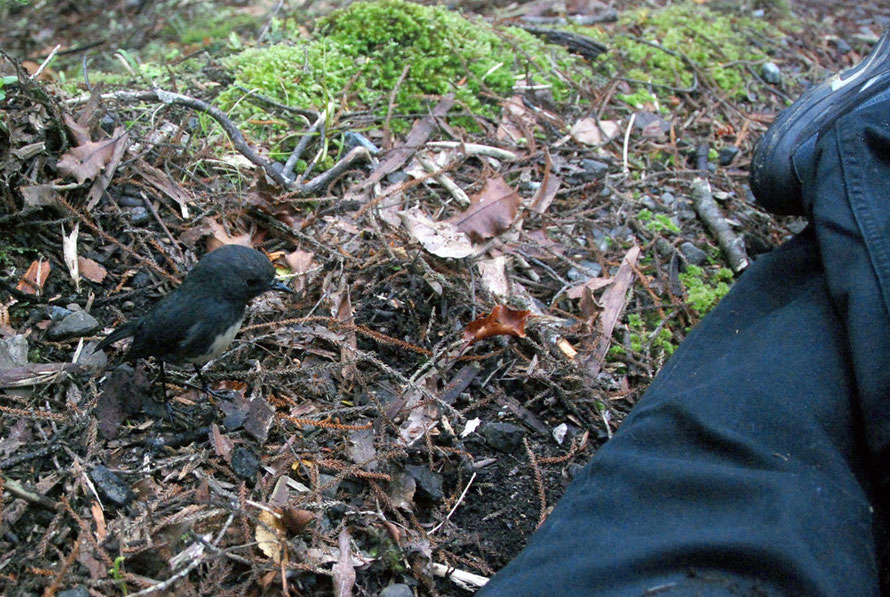 The extraordinarily 'unwild' wild Stewart Island Robin.  How long dies it take a bird to learn fear of humans?