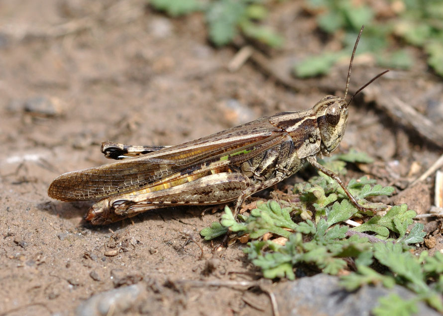 The Moroccan Locust (dociostaurus maroccanus) (c) Quatl @ Wikimedia