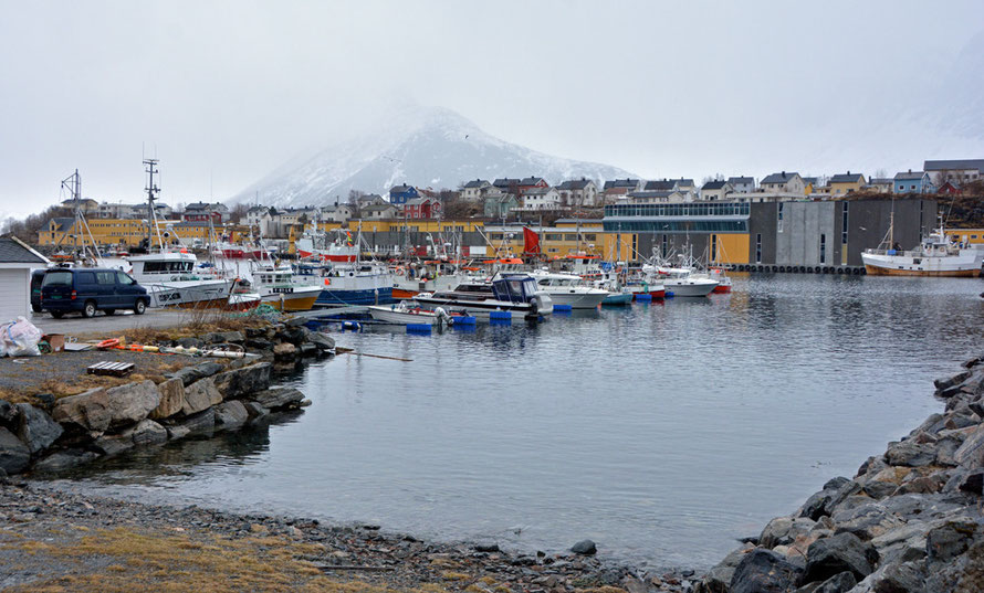 Part of the fishing fleet at Husøy on Senja Island. Husøy (pop. 274) was once only accessible by boat but now has a causeway and steep tunneled road through the precipitous mountains behind it.