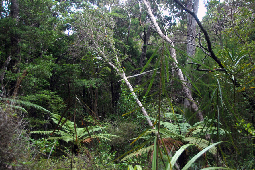 Understory on Ulva: tree ferns, lancewood, sapling trees and hardwood shrubs and possibly Kakaha/Bush Lily (astelia fragrans).