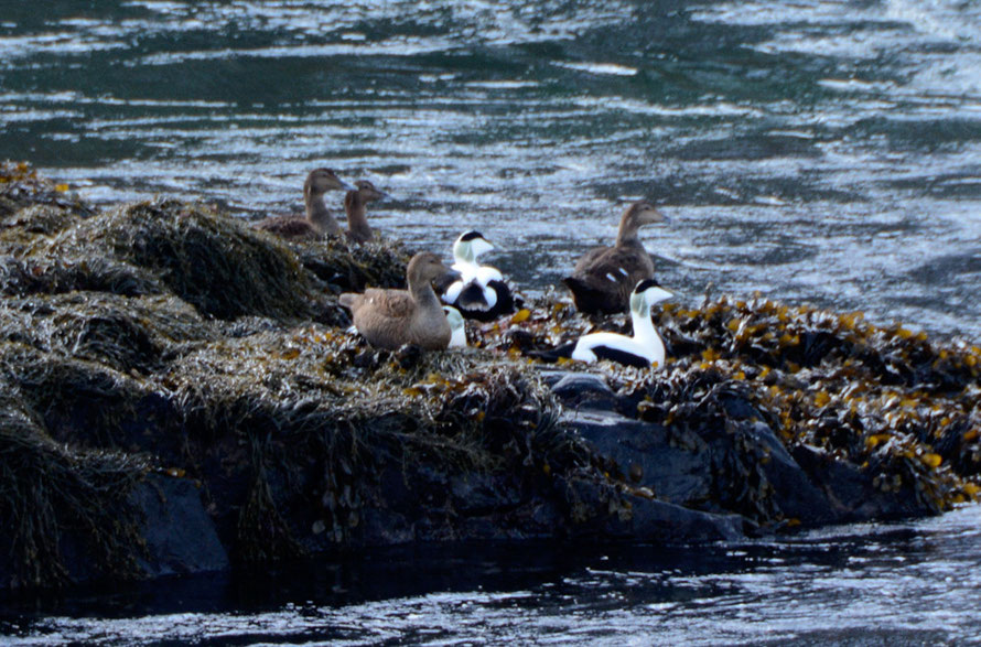 Eider ducks of which we saw many at the Straumen Bridge on the way to Gyllefjord on Senja Island. 