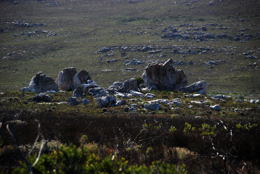 Burnt out fynbos in the foreground and new growth fynbos behind on the Olifantbos raod, near Olifantbos Bay