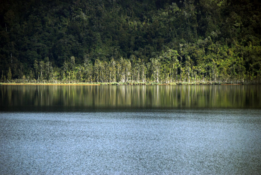 Kahikatea swamp forest at Lake Ianthe/Matahi 'the nearest replica of the type of primeval forest that would have existed 80 million years ago at the time of separation from Australis (Gibbs Ghosts of 