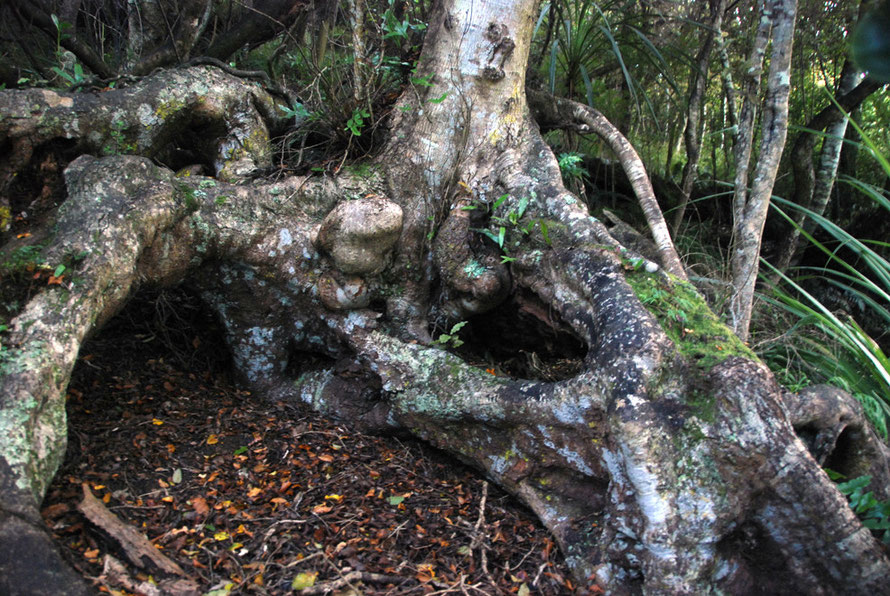 Giant tree root on the walk out to Ackers Point, Stewart Island