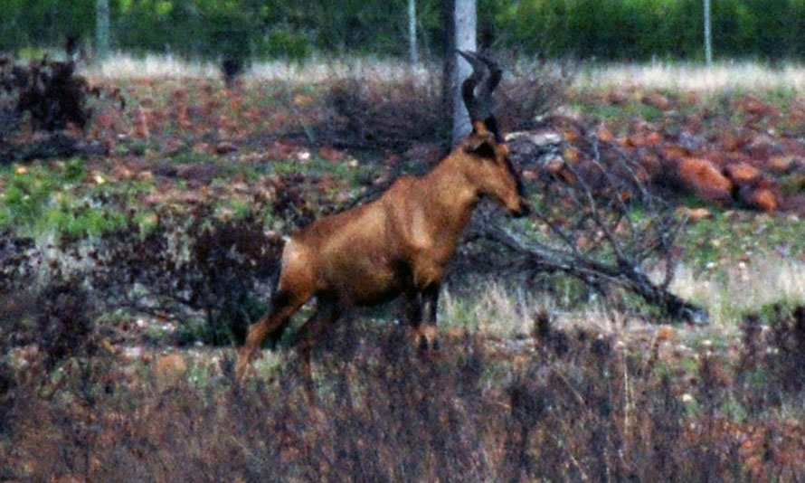 Red Hartebeest buck in recently burnt out and regenerated part of the Bontebok National Park