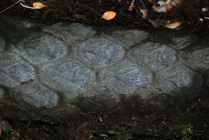 Another tree fern caudes/trunk on the Wainui River waterfall walk, Golden Bay with distinctive v-shaped patterning on the stipe scars. This trunk is more weathered than the photo abo