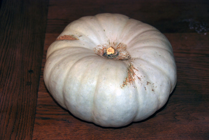 Climate change on one allotment: Butternut Autumn Crown Squash 