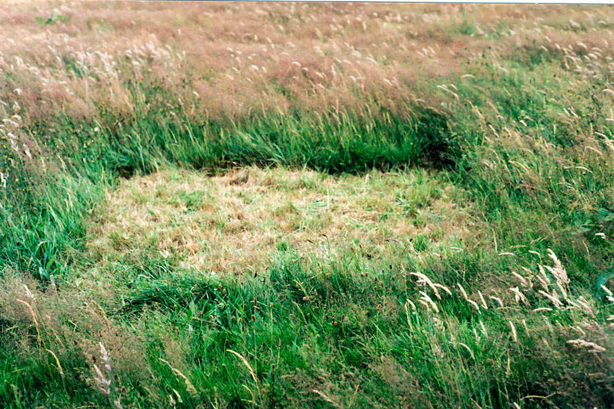 Cut grass square at Higher Trye for hay bale for The Drying Room