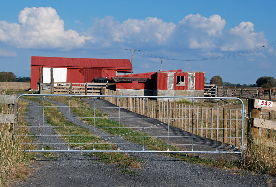 Red oxide farm sheds on the Hauruki Plains.