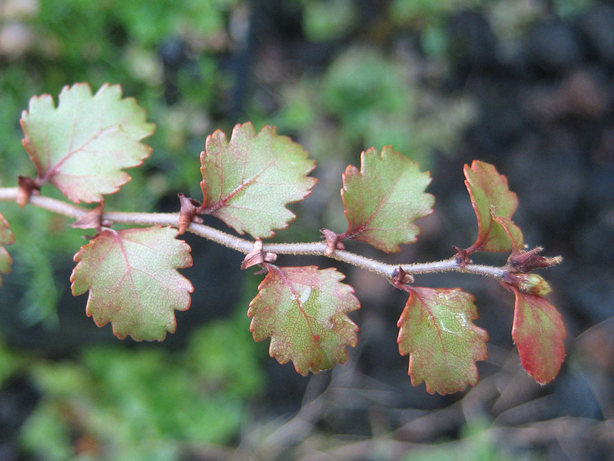 Red Beech (Nothofagus Fusca) foliage - an evergreen growing to 35m that requires nutrient river valley soils. Durable timber used for flooring