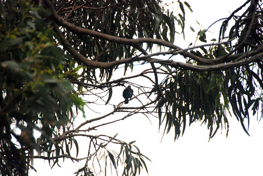 Bird in introduced Eucalyptis sp. foliage  possibly introduced by Hannah Lonneker originally to Lonnekers Beach. Thanks to Peter Tait for informantion.