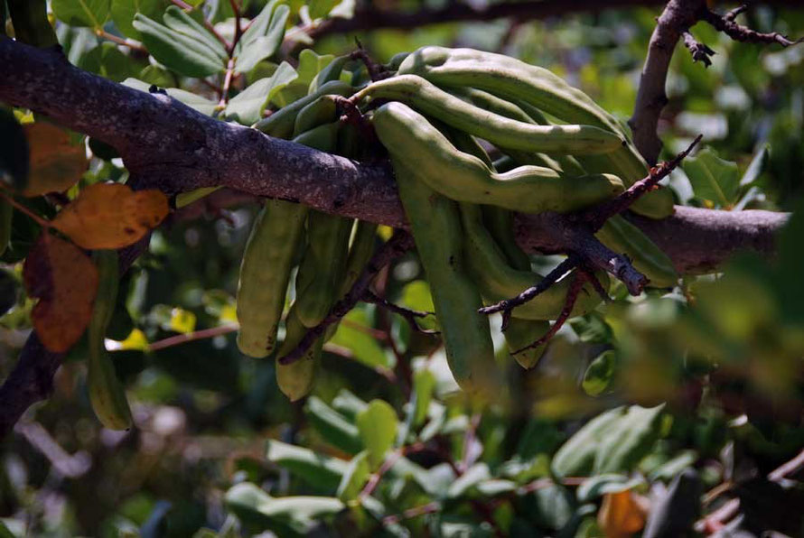 Pods forming on carob tree at Khirikotia in mid June