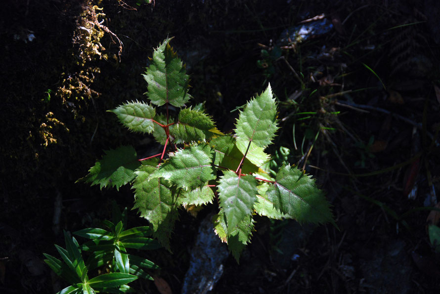 Wineberry seedling on the Fox Glacier Chalet Lookout Path