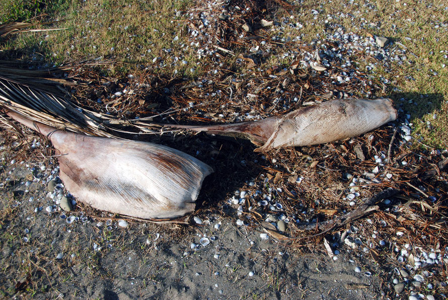 Nickau palm leaves washed up on the shore of Manukau Harbour. 