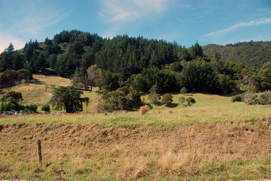 The contrast between the farmed land with its intorduced exotic pines and the native bush is stark on the Wainui Falls walk.