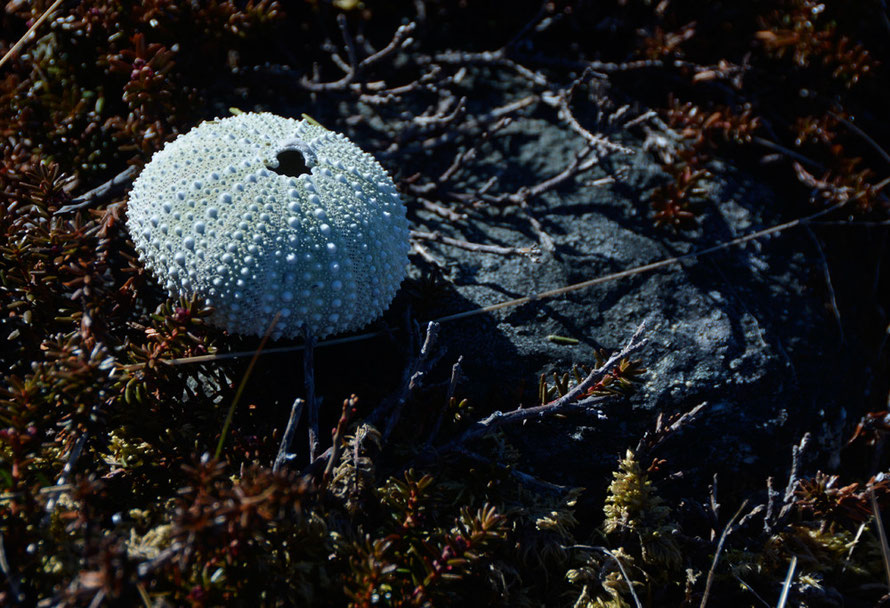 Sea Urchin shell at Russelv at the northern end of the Lyngen Peninsula.