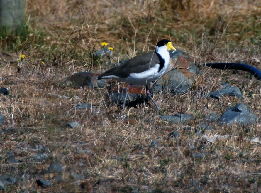 Spur-winged plovers  - Vanellus miles - at Miranda/Pukorokoro.